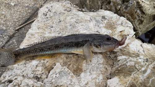 マハゼの釣果