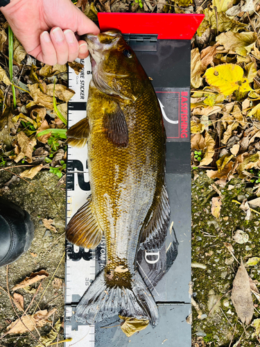 スモールマウスバスの釣果