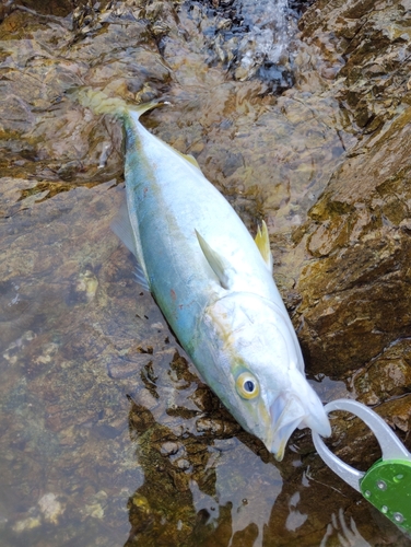 ヤズの釣果