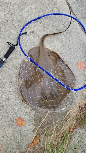 エイの釣果