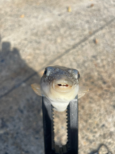 フグの釣果