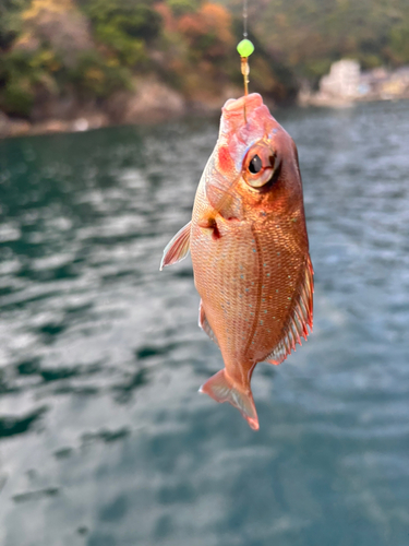 マダイの釣果