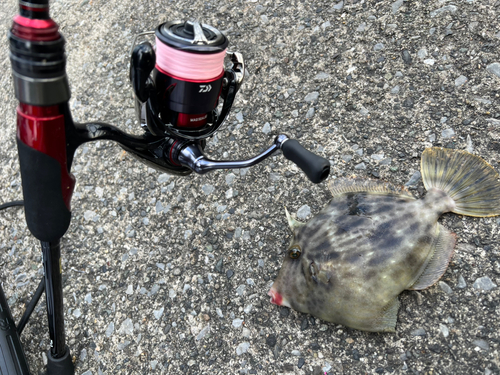 カワハギの釣果