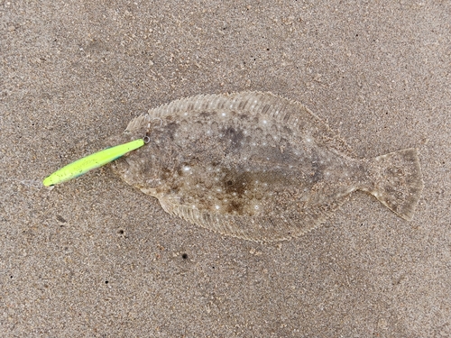 ソゲの釣果