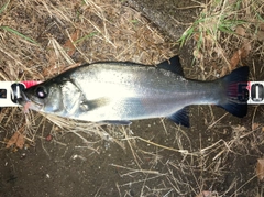 フッコ（ヒラスズキ）の釣果