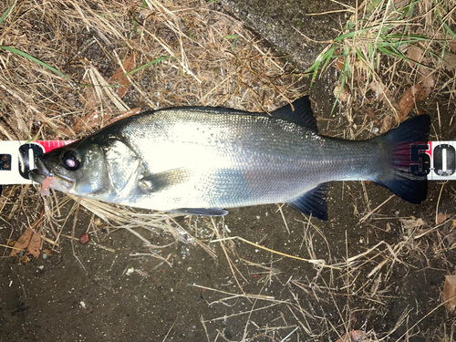 フッコ（ヒラスズキ）の釣果