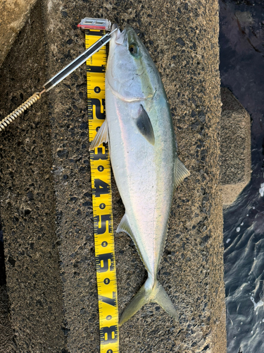 ワラサの釣果