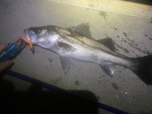 シーバスの釣果