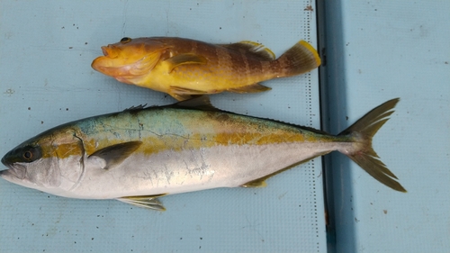 ヒラマサの釣果