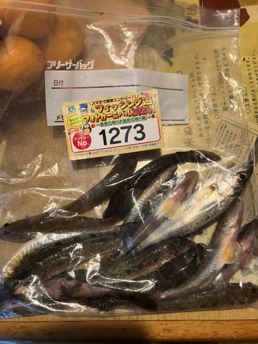 マハゼの釣果