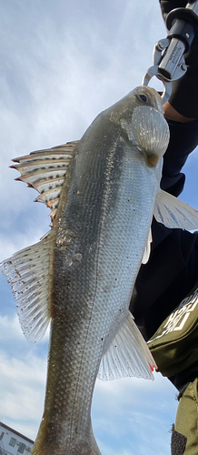 フッコ（マルスズキ）の釣果