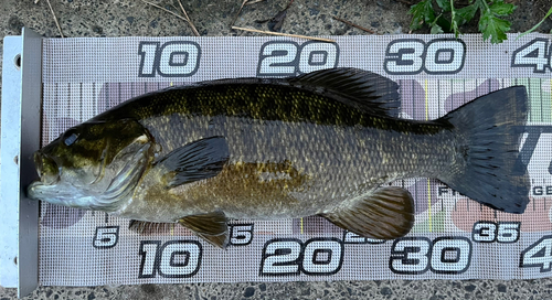 スモールマウスバスの釣果