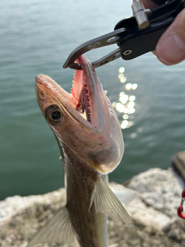 エソの釣果