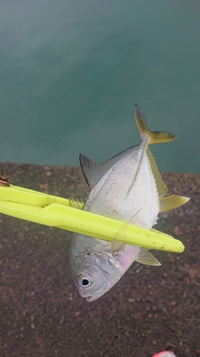 メッキの釣果