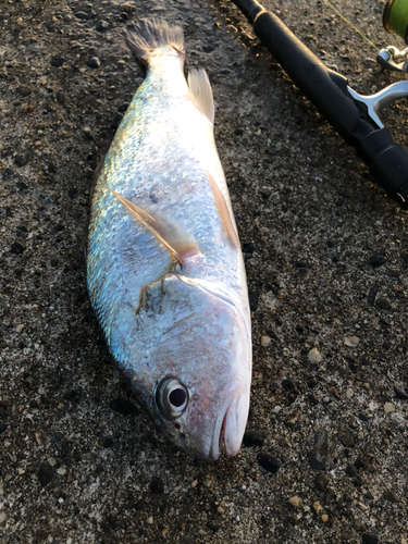 イシモチの釣果