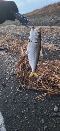 コノシロの釣果