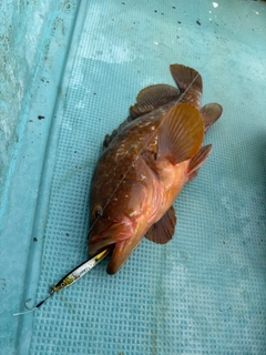 アコウの釣果