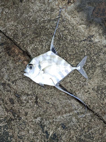 イトヒキアジの釣果