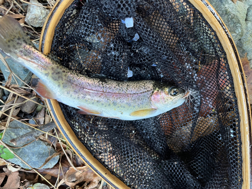 ニジマスの釣果