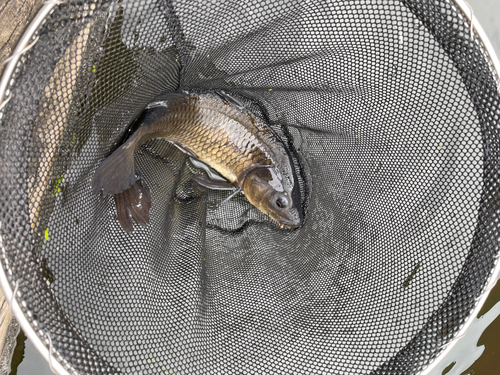 コイの釣果