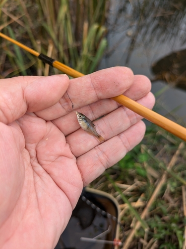 タイリクバラタナゴの釣果