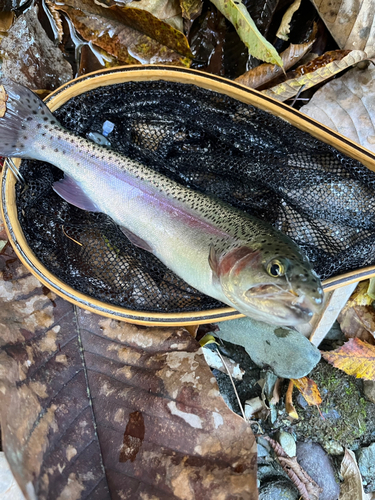 ニジマスの釣果