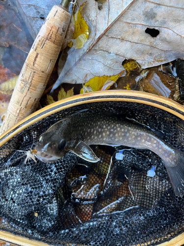 イワナの釣果