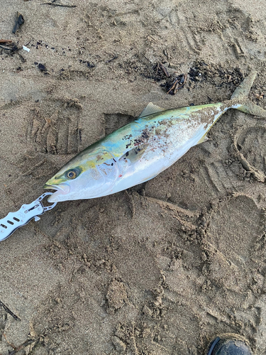 イナダの釣果