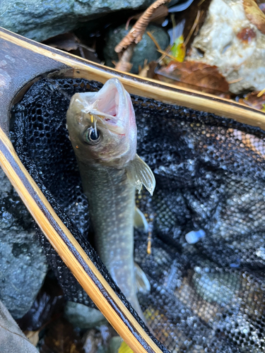 イワナの釣果