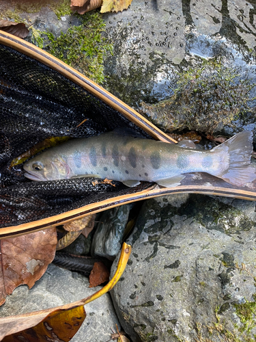 ヤマメの釣果