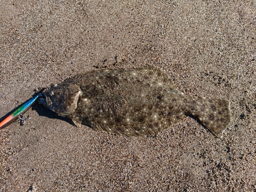 ソゲの釣果