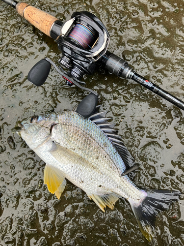 キビレの釣果