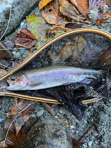 ニジマスの釣果