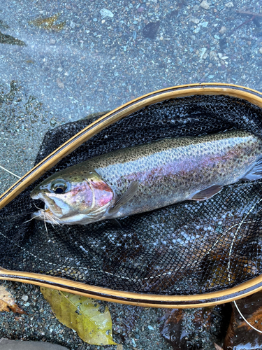 ニジマスの釣果