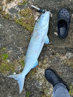 アオチビキの釣果