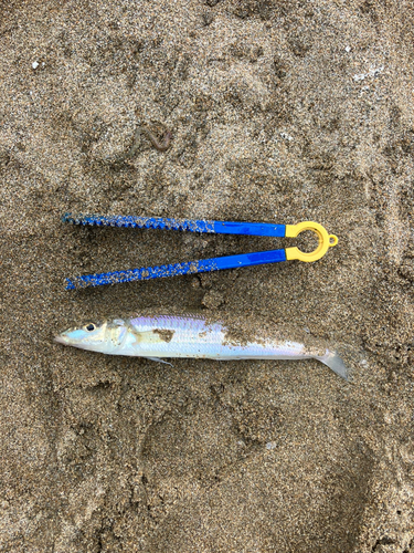 キスの釣果