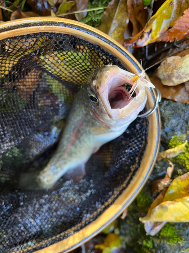 ヤマメの釣果