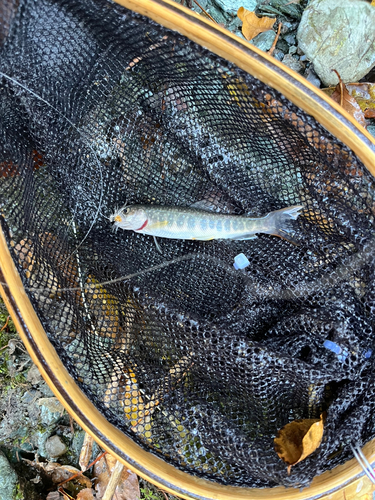 イワナの釣果