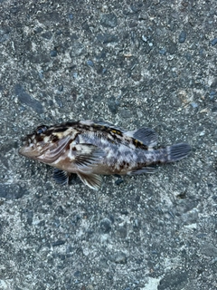 オウゴンムラソイの釣果