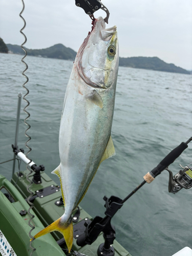 ヤズの釣果