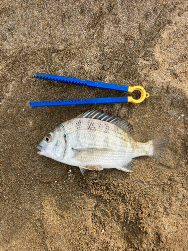 チンチンの釣果