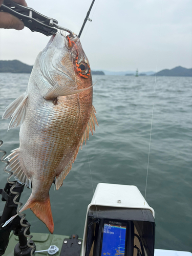 タイの釣果