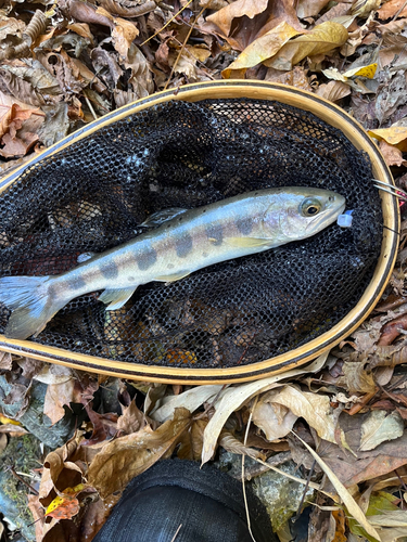 ヤマメの釣果