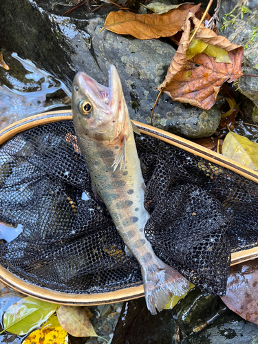 ヤマメの釣果