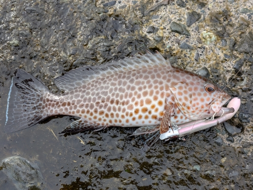 オオモンハタの釣果