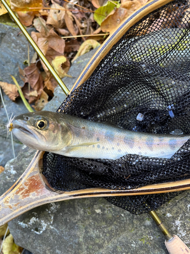 ヤマメの釣果