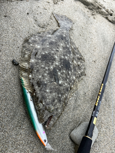 ヒラメの釣果