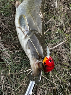 ナマズの釣果