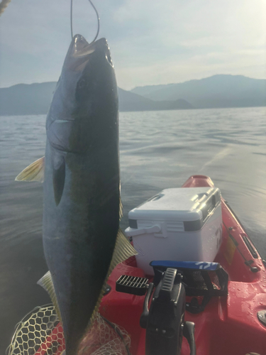 ヒラマサの釣果