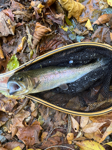 ニジマスの釣果